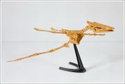Skeleton assembly - Pterosaurus