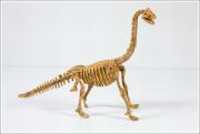 Skeleton assembly - Brachiosaurus