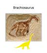 Mini Dino - Brachiosaurus